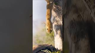 Cheetah is jumping from the long tree for hunting the deer 🦌emmrob1 WildAnimalFilmOfficial [upl. by Windsor81]