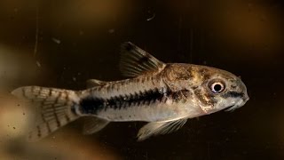 Salt and Pepper Cory Corydoras habrosus Species Spotlight [upl. by Horvitz751]