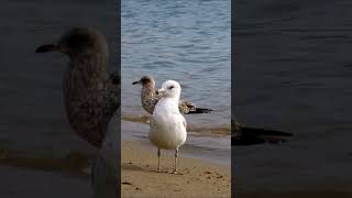 🤍 Ring billed gull bird 🤍 [upl. by Maffei772]