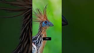 Hoatzin Bird Unveiling its Fascinating Secrets facts Hoatzin [upl. by Daj]