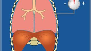 Ventilpneumothorax – Grundlagen  Thoraxdrainage für Einsteiger [upl. by Dino]