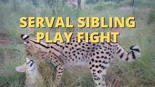 Serval Sibling Play Fight With Cute Meowing [upl. by Maya538]