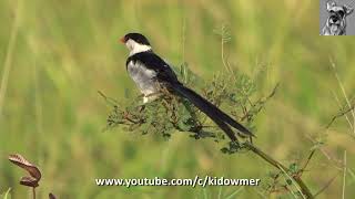 Bird Call PINTAILED WHYDAH [upl. by Airrehs]