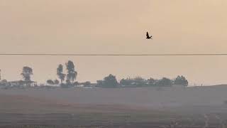 Shaheen falcon attack on other bird 🦅😱 [upl. by Victoir240]