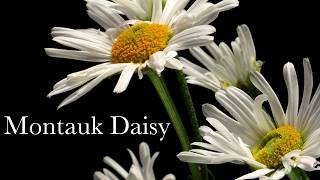 Montauk Daisy  Timelapse with Music [upl. by Ynttirb]