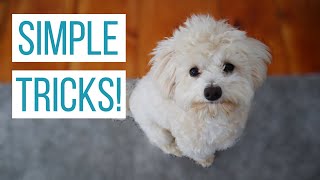 HOW WE TAUGHT OUR MALTIPOO BASIC TRICKS  How to Train Your Dog Sit Down Up Stand amp Roll Over [upl. by Erick]