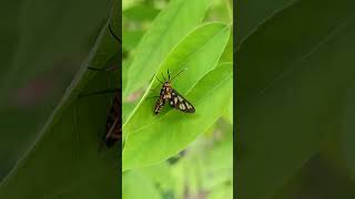 Amata Huebneria cute moth with white spots motifs on its blackcoloured wings🦋 moth amatahuebneri [upl. by Atiuqet]