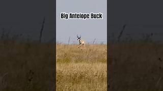 Big Antelope Buck wildlife animals hunting [upl. by Peg]