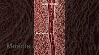 quotUnderstanding Muscle Fibers The Building Blocks of Muscle Tissuequot [upl. by Chemarin721]