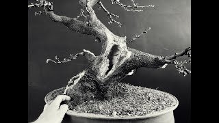 Bonsai Evergreen Quercus Ilex 1 Step1 [upl. by Wren]