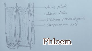 Diagram of phloem [upl. by Dorris]