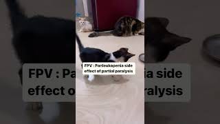 Must watch  Panleukopenia virus 🦠 side effect partial paralysis FPV virus catcare mustwatch [upl. by France]