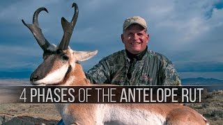 4 Phases of the Pronghorn Antelope Rut  How to hunt antelope [upl. by Nirak]