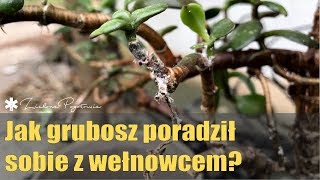 Jak grubosz poradził sobie z wełnowcem [upl. by Brigitta868]