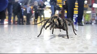 Arachnophobia in Public Prank [upl. by Anahcra]