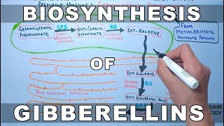 Biosynthesis of Gibberelins [upl. by Johnna854]