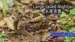 Largetailed Nightjar  Jurong Lake Gardens [upl. by Melba]