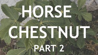 Horse Chestnut Bonsai 2 [upl. by Ahtinak]