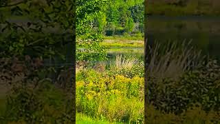 Sounds of the swamp with snowy egrets [upl. by Nnylyar]