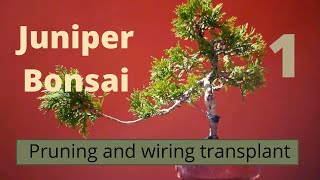 🌲 Juniperus Sabina Bonsai Part 1 [upl. by Brunhild]