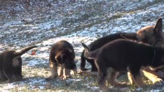 Les chiots berger allemand a Roxy 28 novembre [upl. by Aittam]