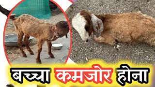 Memne Kamjor Hona Bakri Ke BaccheGoat KidLambs Vimalumrao [upl. by Windham]