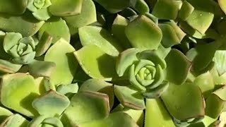 A13Succulent Propagation Nurturing New Growth from Cuttings [upl. by Jemena]