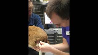 Intramuscular injection on a cat [upl. by Pejsach]