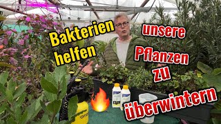 Bakterien helfen Pflanzen gesund zu bleiben [upl. by Nolak]