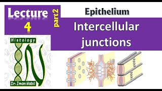 4bCell junctions Part2Gap junction and Hemidesmosome [upl. by Aniras]