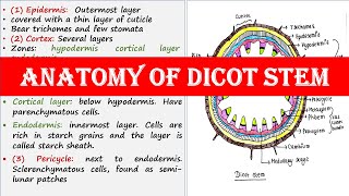 Anatomy of dicot stem [upl. by Wilie677]