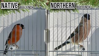 Native VS Northern Siberian BULLFINCH [upl. by Jegger]