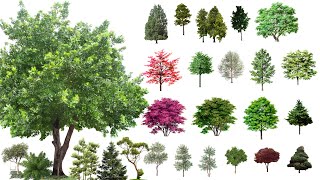 Tree PNG HD Images Free Download [upl. by Avigdor]