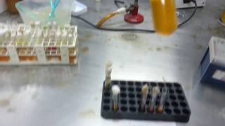 Motility Indole and Urea hydrolysation MIUtest [upl. by Rufus943]