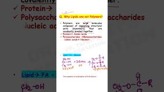 Why Lipids are not Polymers  Biomolecules class 11 Biology  NEET shorts [upl. by Suicul]