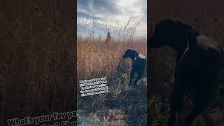 Pheasant season is here uplandhunting birdhunting dog hunt hunting pheasants iowa outdoors [upl. by Trenton220]