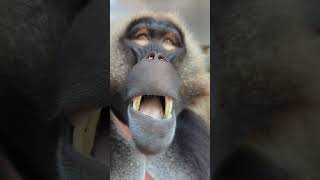 Alberner Affe tierisch funnyanimalvideo affen wildanimal [upl. by Leagiba]