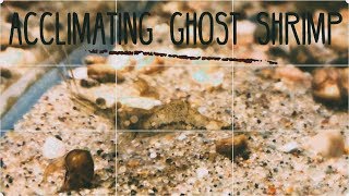 Acclimating Ghost Shrimp New 2018 [upl. by Alleusnoc]