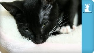 Baby Kitty Misses Mommy  Making Biscuits  Kitten Love [upl. by Inaboy]