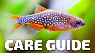 Care Guide for Celestial Pearl Danios  Aquarium CoOp [upl. by Adnole]