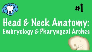 Head amp Neck Anatomy  Embryology amp Pharyngeal Arches  INBDE [upl. by Rehportsirhc834]