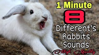 Rabbit Screaming Sounds High Quality  Rabbit Sounds  Bunny Screaming Sounds [upl. by Friedberg]