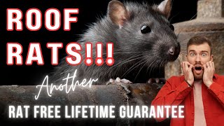 RATS in LOFT  RATS in ATTIC How rats get in your home [upl. by Einaffit]