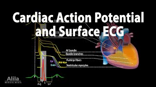 Correlation between Cardiac Action Potential and ECG Animation [upl. by Analim]