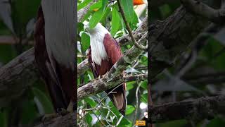 Brahminy Kite Haliastur Indus the Bird of Pray  Call of Brahminy Kite  Beautiful Eagle [upl. by Oicirtap]