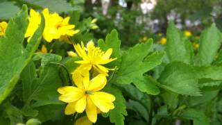 Stinkende gouwe Chelidonium majus  20120506 [upl. by Paley297]