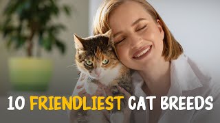 Top 10 friendliest cat breeds [upl. by Adivad394]