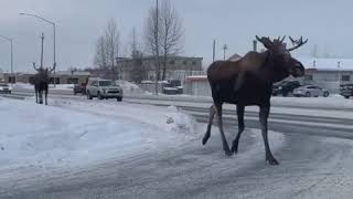 2 Bull Moose in Midtown Anchorage [upl. by Townie]