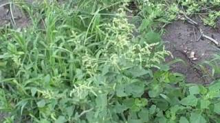 EatTheWeeds Episode 84 Lambsquarters pigweed fat hen [upl. by Kenna]