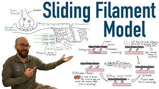 Sliding Filament Model and Excitation Contraction Coupling [upl. by Salhcin923]